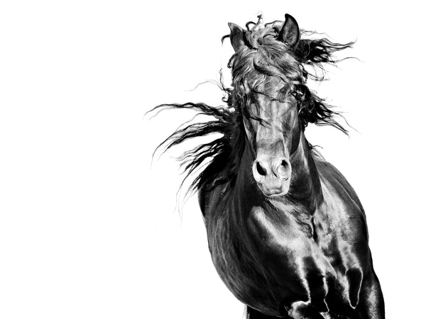 Bravery- Andalusian  Horse