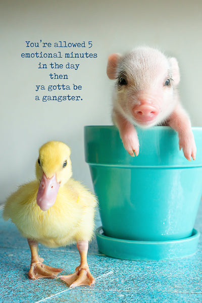 You're allow 30 emotional minutes in a day ... then ya gotta be a gangster (pig and duck)