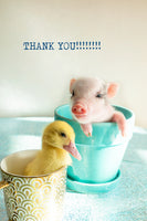 Thank you - ( pig and duck)