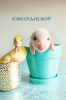 Congratulations- pig and duck