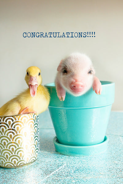 Congratulations- pig and duck