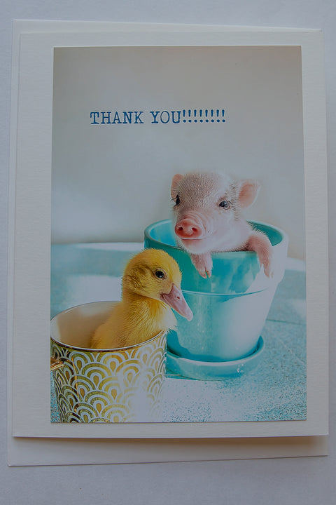 Thank you - ( pig and duck)