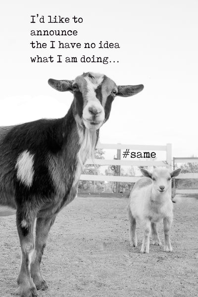 I'd like to announce that I have no idea what I am doing.    #same