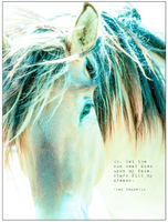 Wild- rescued PMU Foal