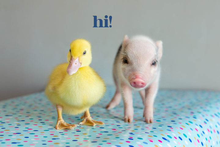 Hi  -Pig and Duck besties  greeting card