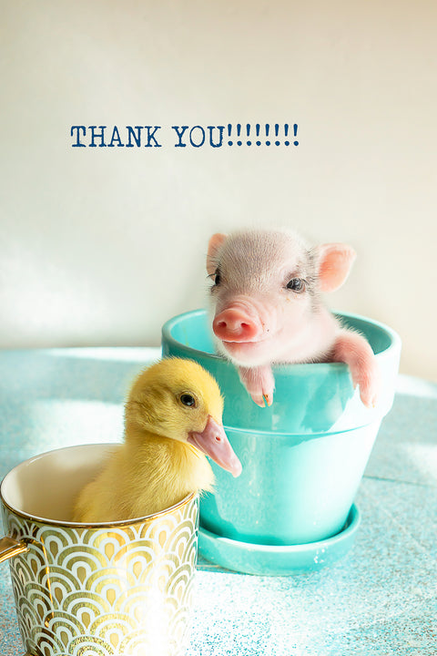 Thank you - ( pig and duck)