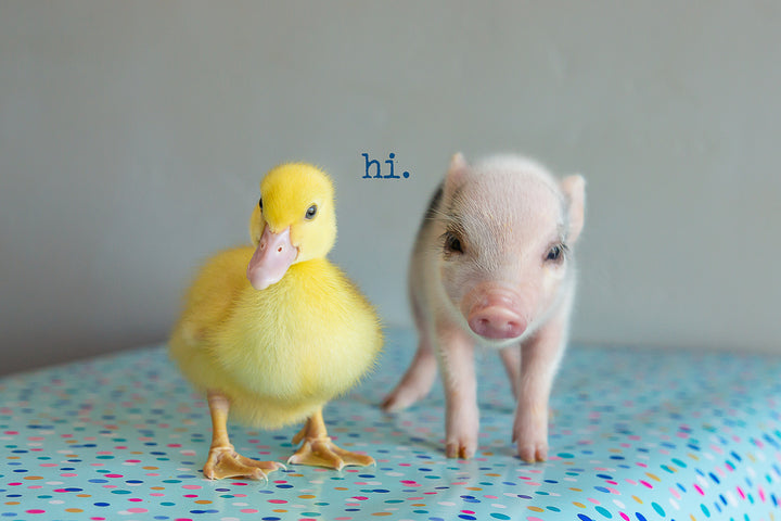 Hi! ( baby duck and big)