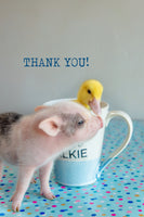 THANK YOU! ( pig kissing duck)