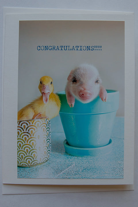 Congratulations- pig and duck