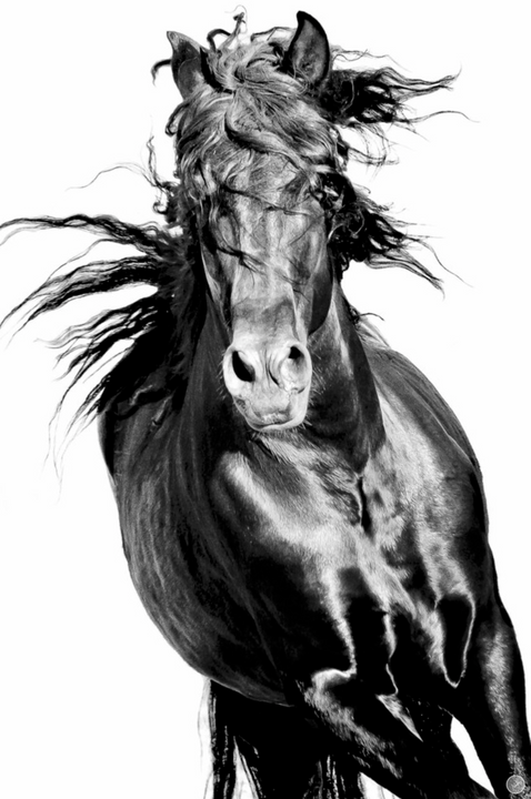 SMF  (black horse running)