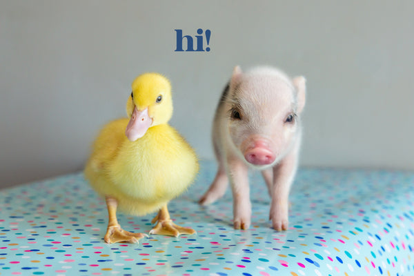 Hi  -Pig and Duck besties  greeting card